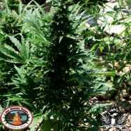 Big Buddha Seeds Buddha Haze Automatic AKA SAS